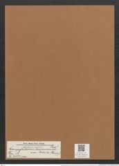 Campylodiscus browneanus var. rotula (Grun.) (de-Toni-Nr.: Genus 57, Species 2472) Zeichnungen Sammlung Grunow Mappe 02649 (Herbarium_W_Grunow_drawings_Folder_02649)